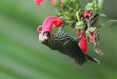 White-tipped Sicklebill